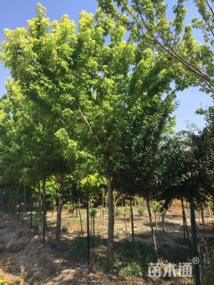 15公分金叶复叶槭