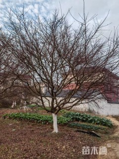 17公分日本红枫