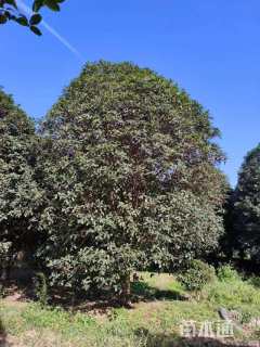 高度500厘米丛生桂花