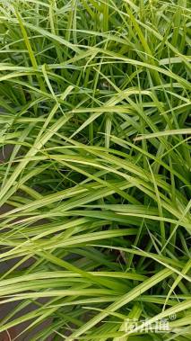 高度25厘米吉祥草