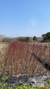 高度100厘米丛生鸡爪槭