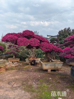 高度200厘米红花继木
