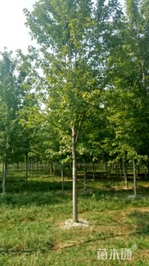 12公分美国红枫