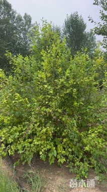 高度100厘米(8杆)丛生白桦