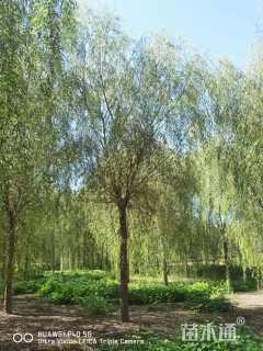 20公分青皮垂柳