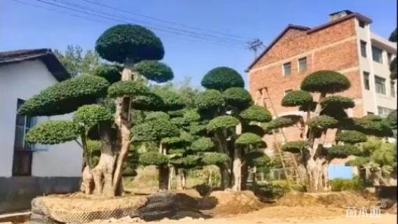 40公分造型榆树