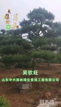 25公分造型黑松