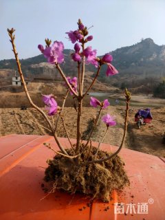 高度50厘米迎红杜鹃