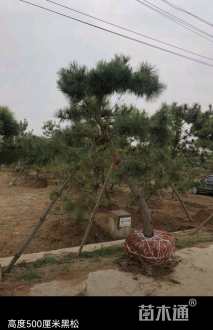 30公分造型黑松