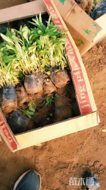 高度15厘米美丽月见草