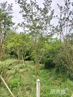 高度350厘米丛生紫薇