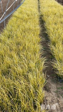 高度25厘米金线菖蒲