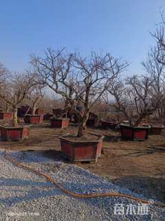 高度2500厘米石榴