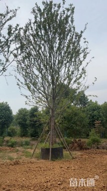 26公分朴树