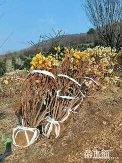 高度200厘米结香