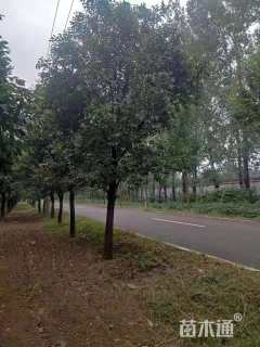 20公分大叶女贞