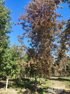 19公分美国红枫