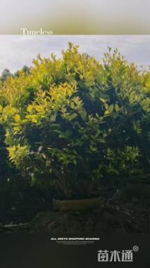 冠幅80厘米金森女贞球