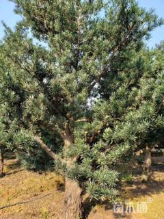 15公分小叶罗汉松