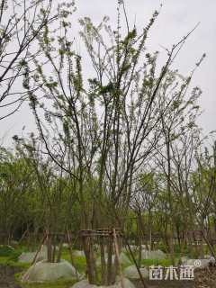 12公分(5杆)丛生朴树