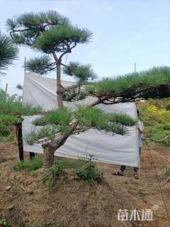 高度200厘米黑松