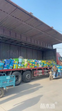 高度30厘米鼠尾草