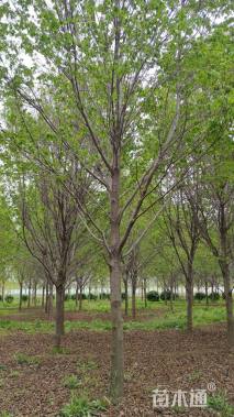 15公分美国红枫-红冠