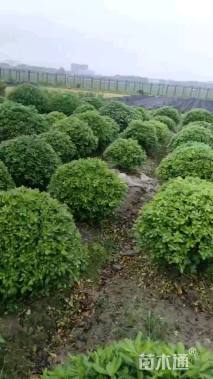 冠幅100厘米海桐球