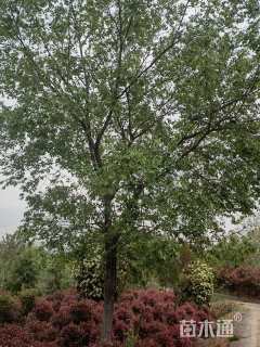 30公分朴树