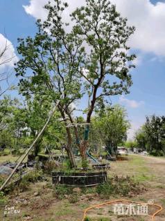 15公分(3杆)丛生乌桕