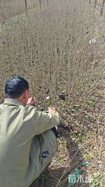 高度80厘米木槿
