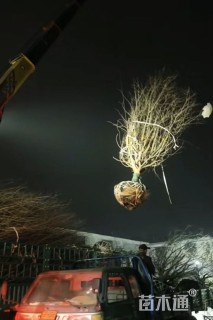 15公分绚丽海棠