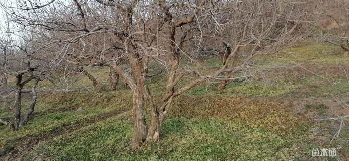 高度2000厘米石榴