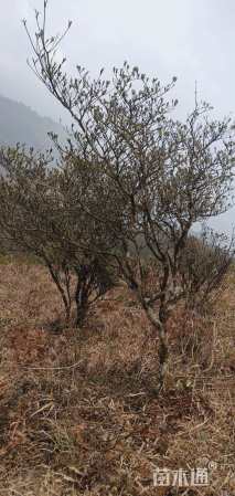 高度260厘米杜鹃