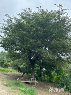 15公分朴树