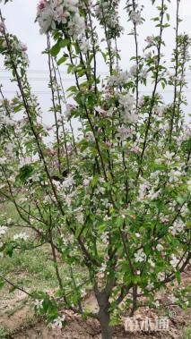 高度400厘米当娜海棠