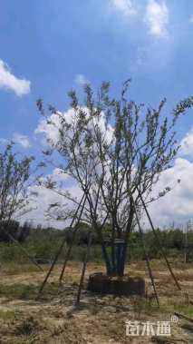 70公分(5杆)丛生朴树