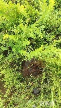 高度50厘米珍珠绣线菊