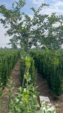 高度180厘米北海道黄杨