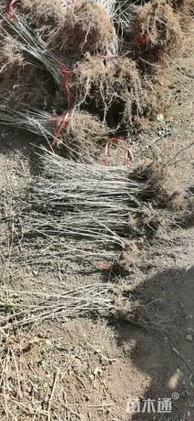 高度40厘米水蜡