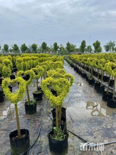 5公分造型亮晶女贞