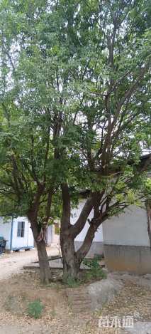 70公分朴树