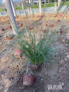 高度40厘米小兔子狼尾草