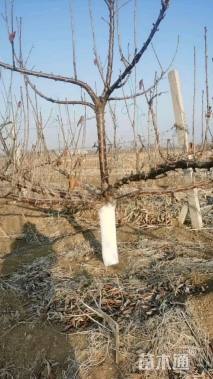 高度2.5厘米美早大樱桃