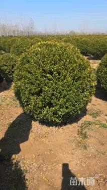 冠幅180厘米小叶黄杨球