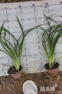 高度30厘米金娃娃萱草