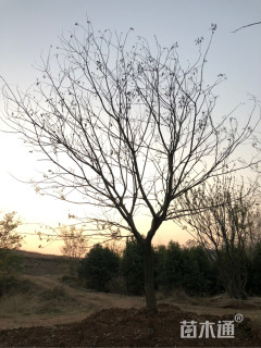 25公分丛生朴树