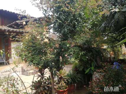 40公分树状月季