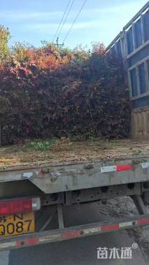 高度50厘米南天竹小苗