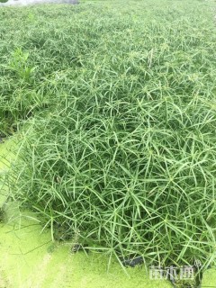 高度40厘米旱伞草